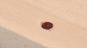 Etui drewniane pudełko na płyty CD